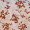 BURGUNDY SONGBIRD TOILE